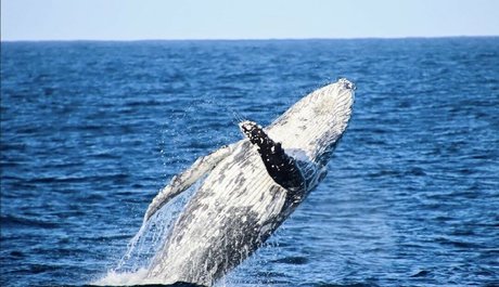 Antonia Waerea Adams onlyfans nsfw