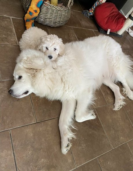 libyanbabygirl onlyfans porn leaked