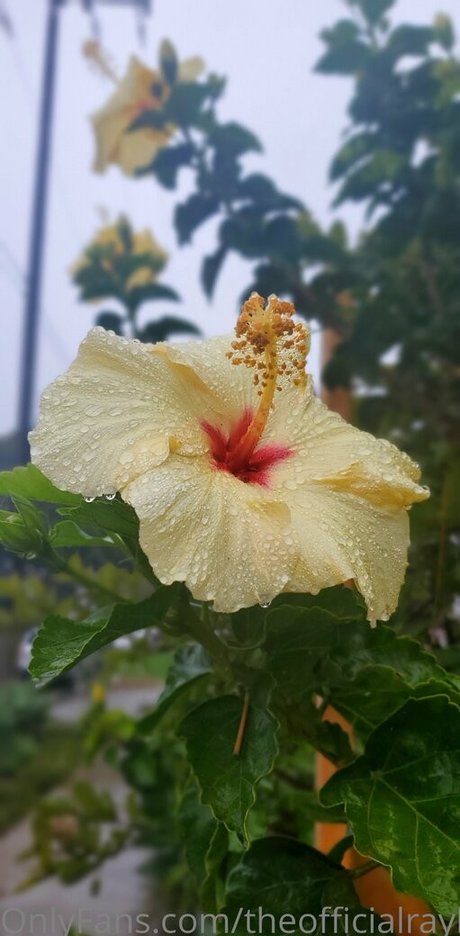 theofficialraybaby onlyfans leaked sex