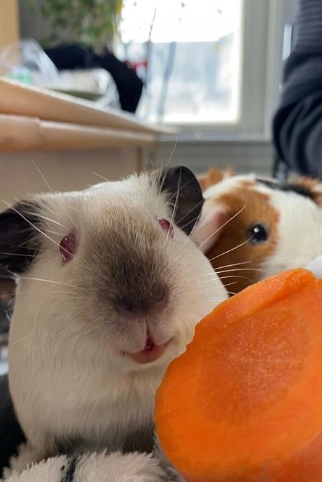 tanukiicos onlyfans leajs