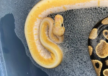 xmommy ghostface onlyfans nude leaked