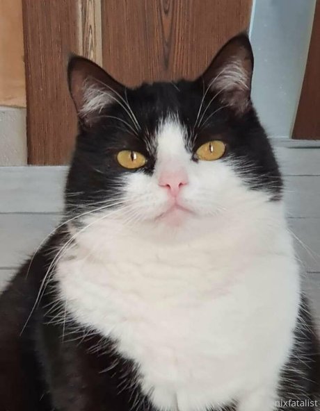 Fenix Fatalist onlyfans joi