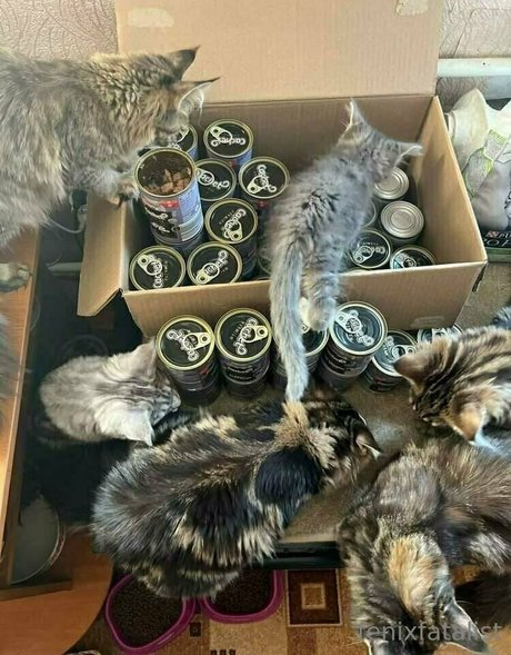 Fenix Fatalist onlyfans page