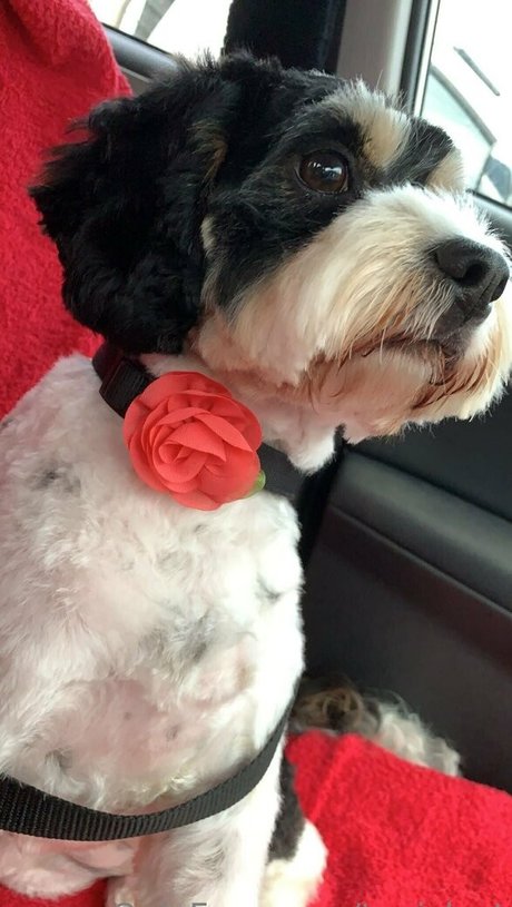 toniclust onlyfans nudes