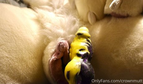 crownmutt onlyfans porn