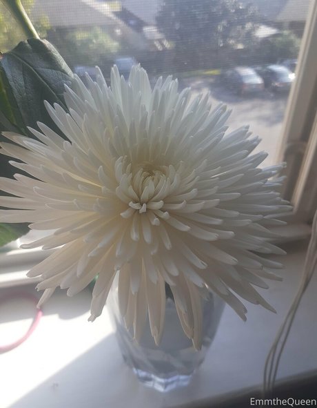 emmthequeen porn onlyfans