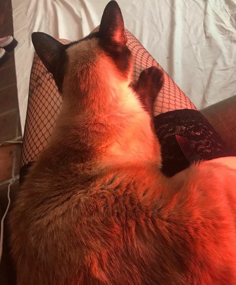 Locallbimbo onlyfans leak