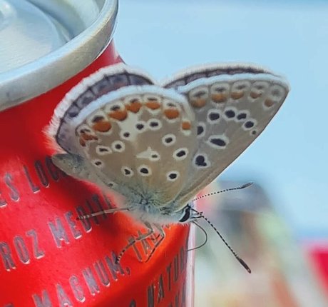 Ann Cygnus only fans review