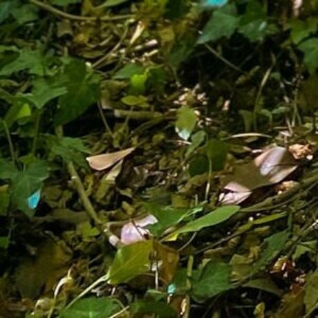 loreemariavip onlyfans pics nude