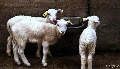 xxxcaligulaxxx onlyfans naked leak