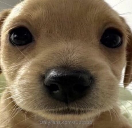 S1utpup onlyfans leakd