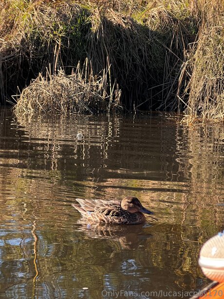 Lucasjacobs170 free onlyfans