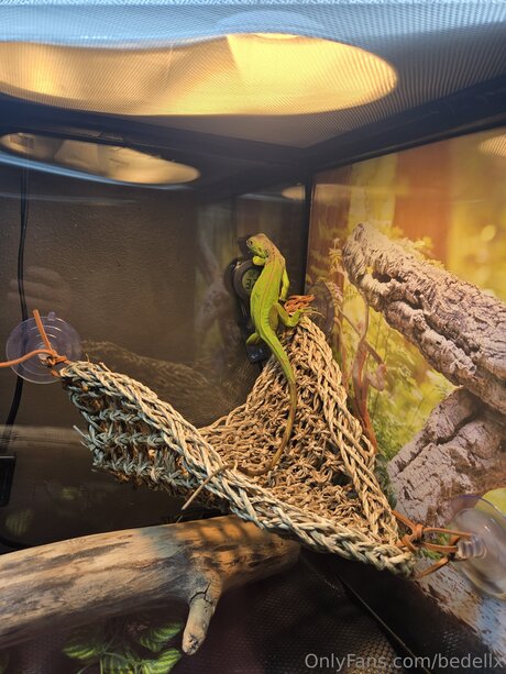 Bedellx onlyfans porn nude