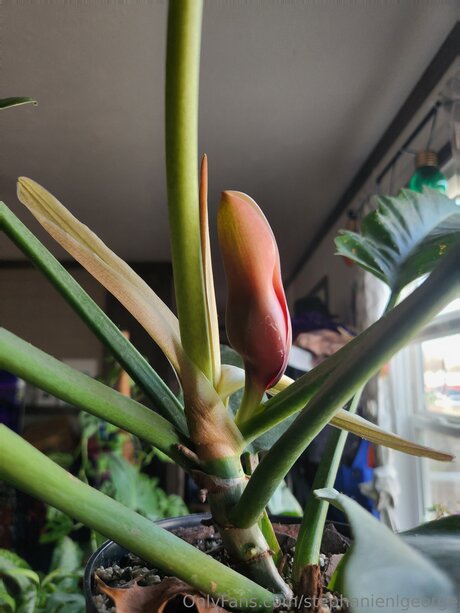 Stephanienlgeorge feet onlyfans