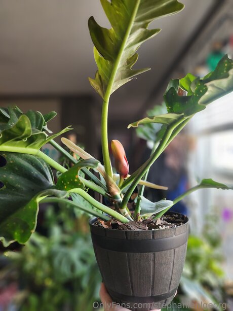 Stephanienlgeorge only fans leaks porn