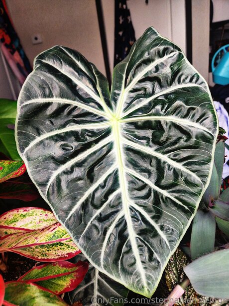 Stephanienlgeorge only fans naked