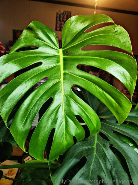 Stephanienlgeorge onlyfans nude pics