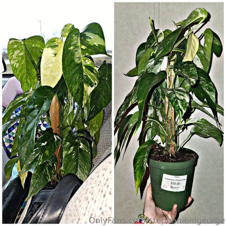 Stephanienlgeorge onlyfans leaked tits