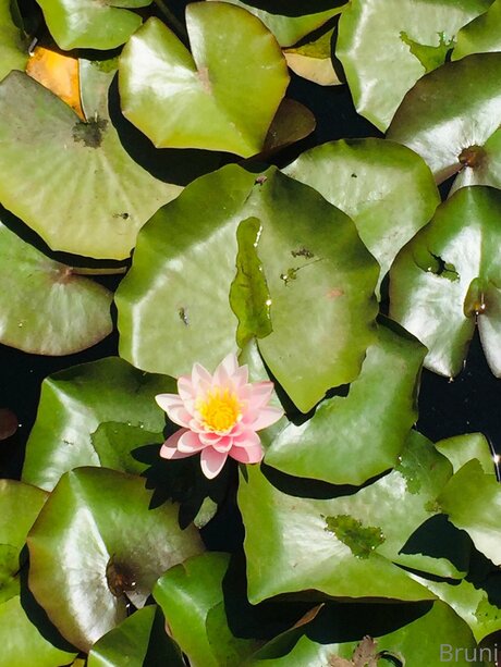 Brunabyers leaked onlyfans.