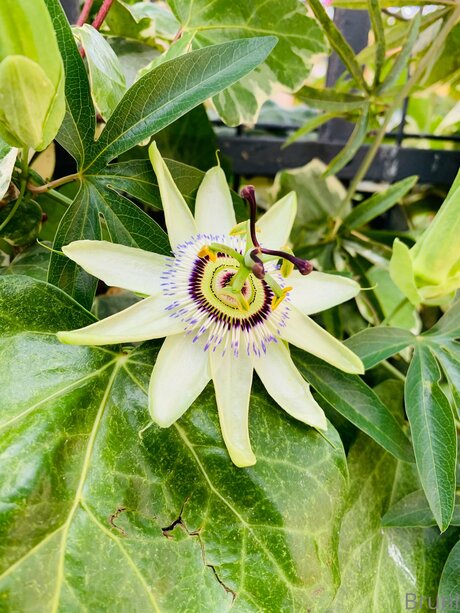 Brunabyers free onlyfans