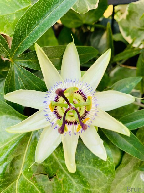 Brunabyers onlyfans porn