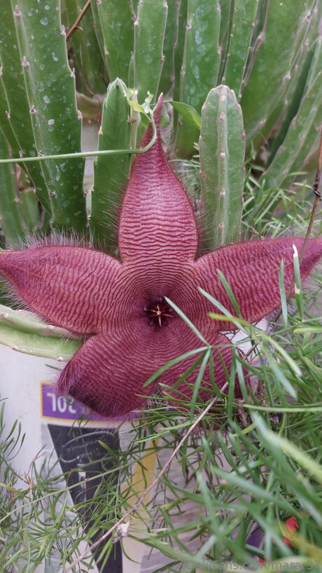 Marar97 tits onlyfans