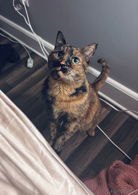 Bellathecat xxx only fans