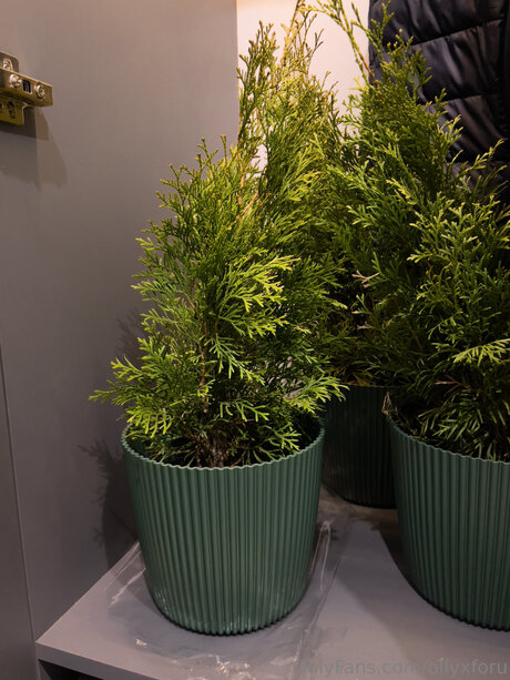 Ollyxforu onlyfans page