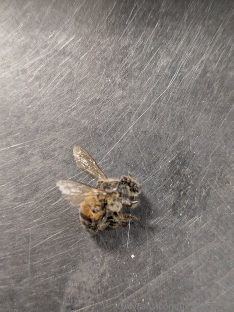 Pegasus Adrienne only fans porn