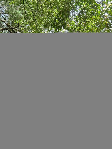 Panther 4 only fans content