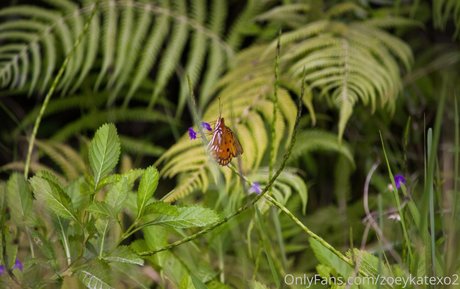 zoeykatexo2 onlyfans leake