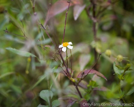 zoeykatexo2 leaked porn onlyfans