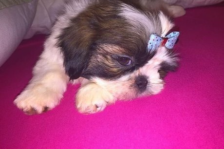 Tomer Asherian onlyfans content leaked