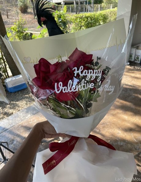 ladyboymos onlyfans free