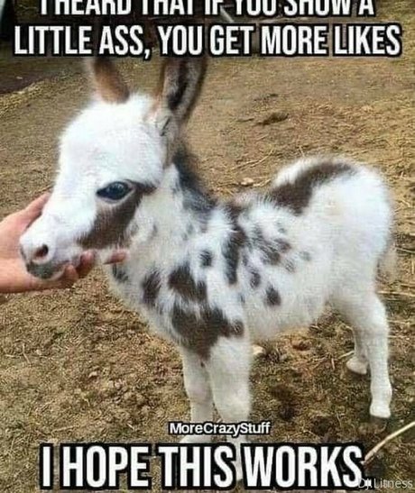 dj litness leaked onlyfans content