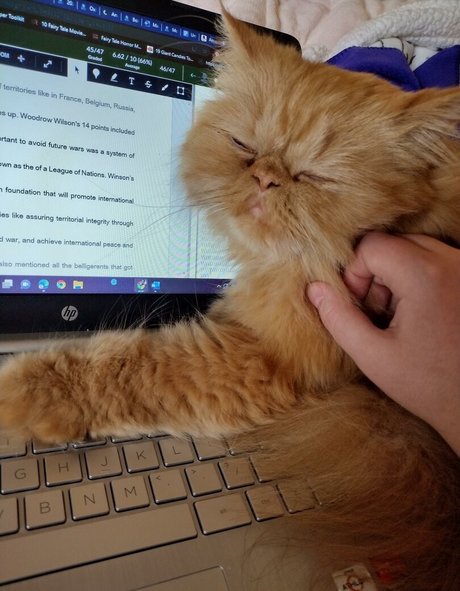 HoneyThorne onlyfans pics