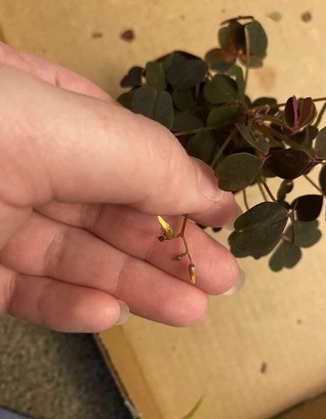 HoneyThorne onlyfans fuck