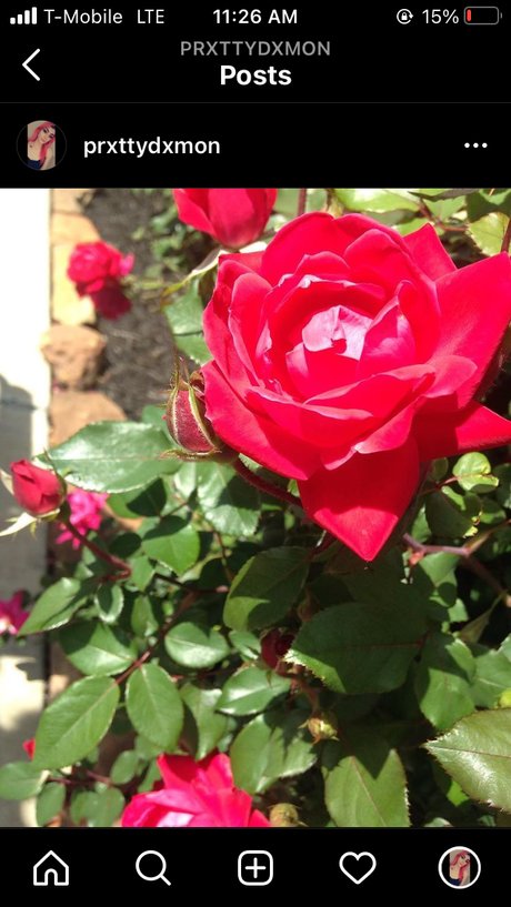 Prxtty onlyfans leaked sex