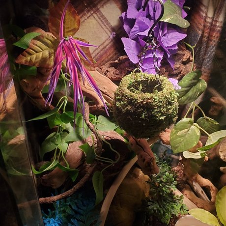 Luscious Lilth onlyfans nude photos