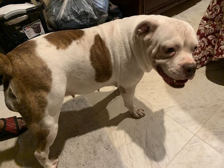 The Megalodon XL onlyfans pics nude