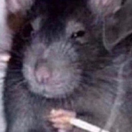 Molotov cockteez leaked onlyfans porn