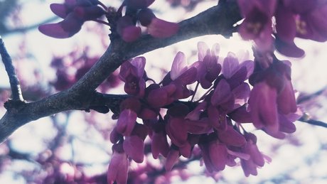 Nature Thighs onlyfans joi