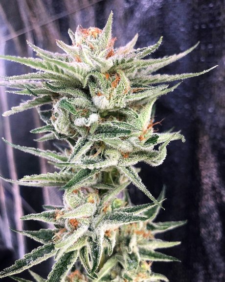 Narlee onlyfans post