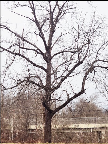 Lady Like That onlyfans leak nude