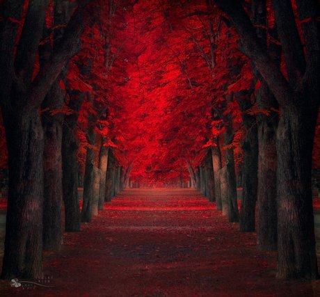 Random Aussie onlyfans sex tape