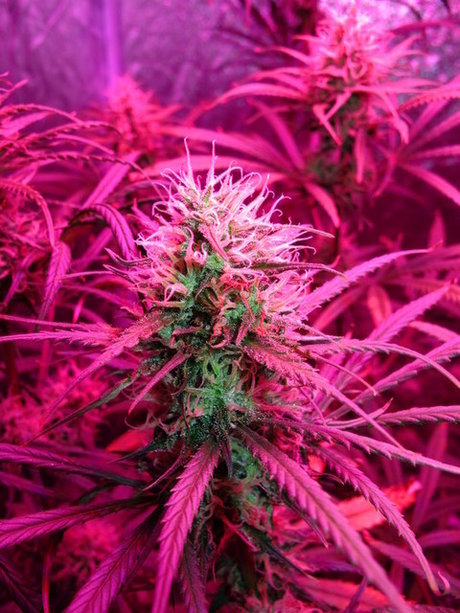 Velaris leaked onlyfans nudes