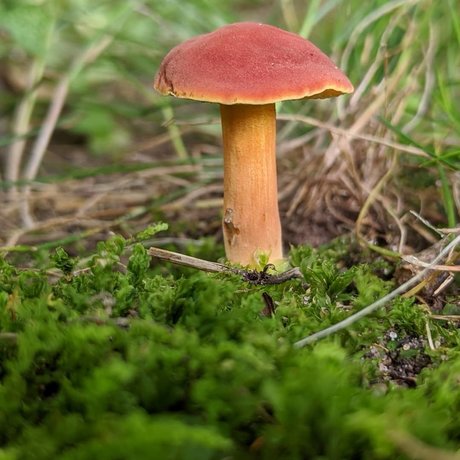 Masturchiefing onlyfans leaked dirtyship