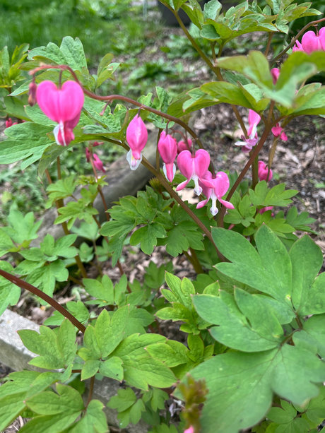 Blonde Hippy Chick onlyfans leaked