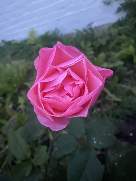 Gardeningtips only fans nudes