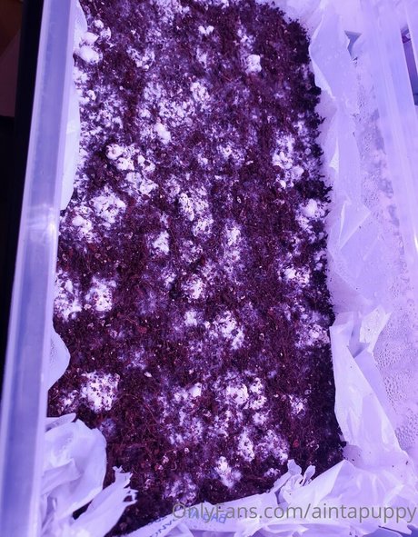 Aintapuppy naked onlyfans leak